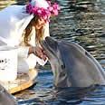 ¡Halla el amor en el mar... se casa con un delfín!