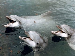 20061103221308-three-dolphins-heads-up.jpg