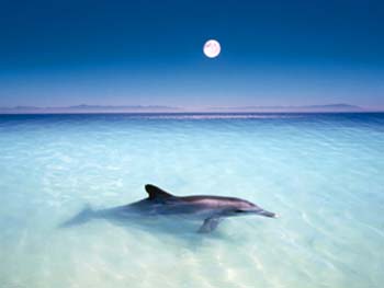 20061122221215-dolphin.jpg