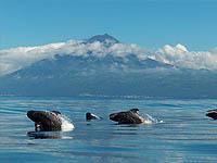 Ballenas piloto varadas en las islas Galápagos