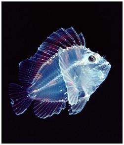 20090131030753-translucent-leaf-scorpionfish-9595.jpg