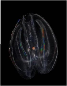 Biólogos marinos, perplejos por medusa del mar Báltico