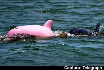 Delfín rosa en un lago de Estados Unidos