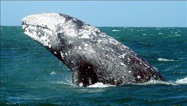 Llegan las ballenas a Baja California