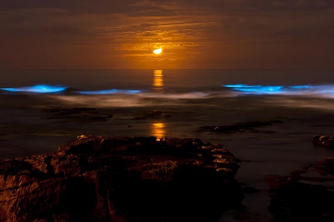 20141129231711-bioluminiscencia-luna2.jpg