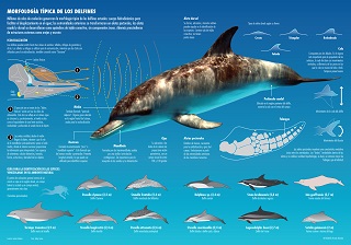 Morfología y características físicas de los Delfines