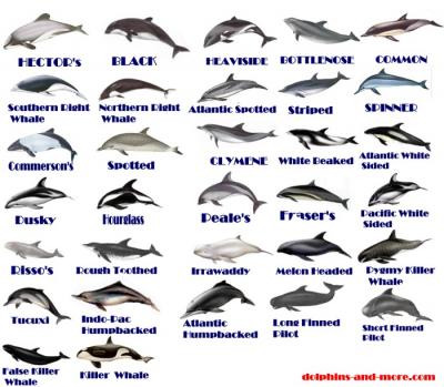 Especies de delfines en el mundo
