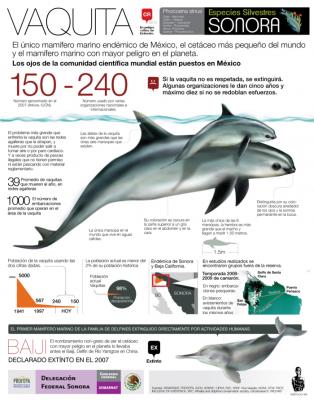 Vaquita marina: mamífero marino cerca de la extinción